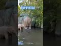 ДурачитСя 🐘