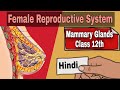 Mammary Glands | Class 12 | Hindi | Female Reproductive System | Be Educated