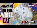 CUTE 🐱 CAT (AWAARA BILLI) I mil gai pyari C ab Eskya kya kray_🎀First chutiyapa __VR BEAST😈#youtube 