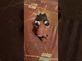 слепил нексбота я когда слушал аглох