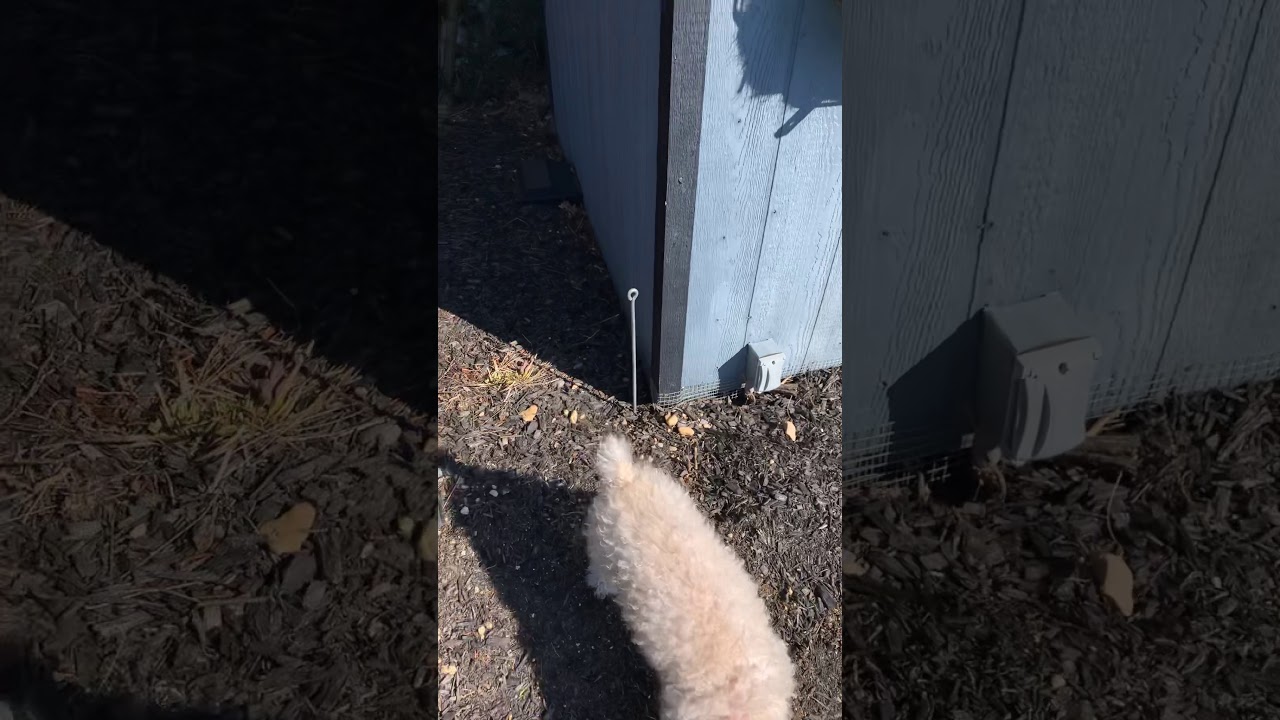 Rodents under my shed YouTube