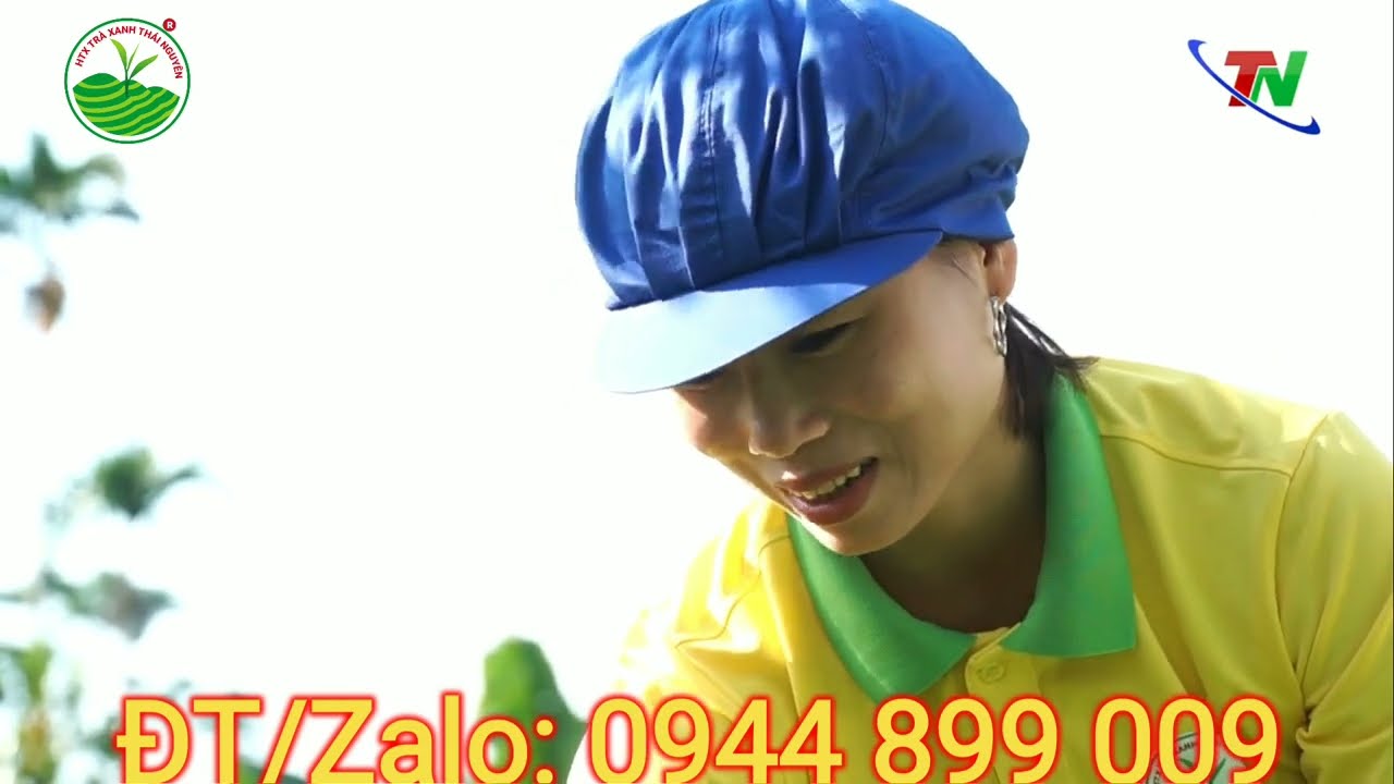 Thành phần chính của chè Thái Nguyên gồm những gì?