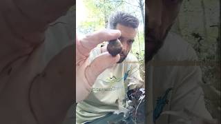 Know your #Trees : 🌳 Pin 📌 Oak tree drops acorns. Look here when #foraging #Mushroom 🍄 in #nature