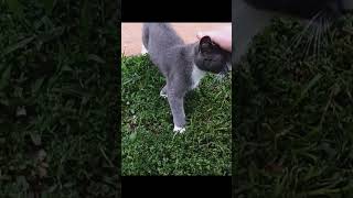 kittys play adorable catfancy cat meow fypシ゚viral foryou shorts cutecat  fyp kittens 