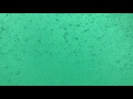 鳴門のうず潮の水中映像