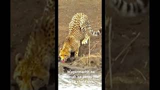 Magarmachh ne cheetah ko paani mai leke chala gya #wildlife#lion#tiger#youtubeshorts #wildnature