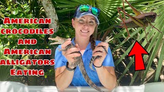 Baby American Crocodiles & Alligators eating crickets.