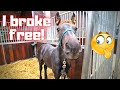 He broke free | Grooming and clipping | Friesian Horses