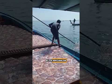 Bu Teknede Yüzlerce