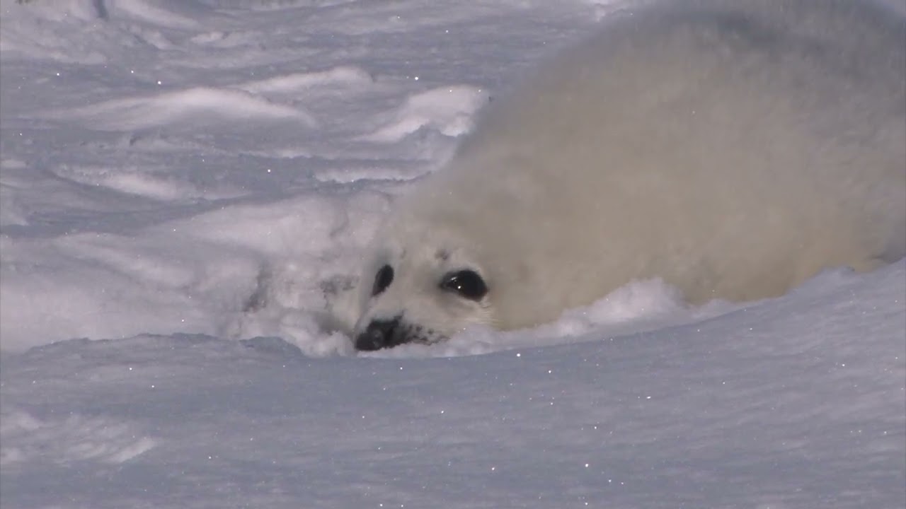 雪遊びするアザラシの赤ちゃん