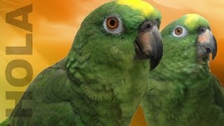 Loro Saluda a sus Fans  Muy chistoso | Parrots saying hello to their fans!