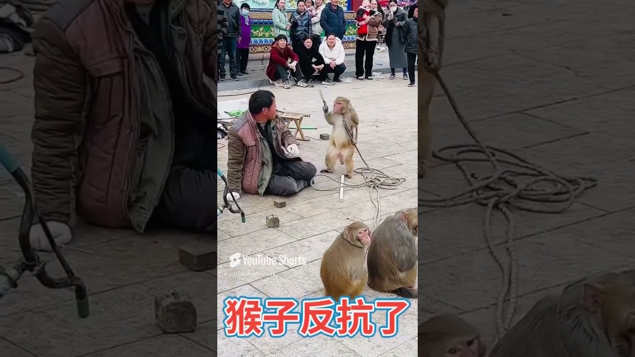 🐵😱 Monkey Uprising! This fearless monkey grabbed a knife 🔪