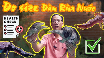 Kiểm Tra Sức Khỏe Đàn Rùa Nước - Alligator Snapping Turtle | Vũ Lê Channel