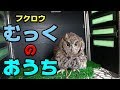 フクロウ飼育用のケージについて　むっくがかわいい