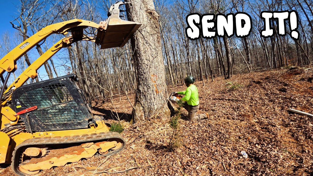 Land Clearing With Big Stihl Chainsaws For A New House!