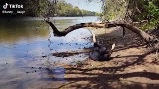 The Tree Did Its Job Viral Fail Laugh