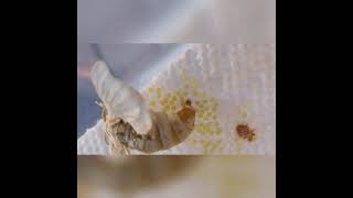 A female silkworm moth laying eggs