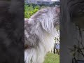 #cats #animal #animals #cat #pets #cute #shortvideo #kitten #catlover #cutecat #animallover #short