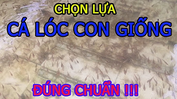 Chia Sẻ Kinh Nghiệm Chọn Lựa Và Mua Cá Lóc Con Giống - Trại Cá Phú Yên