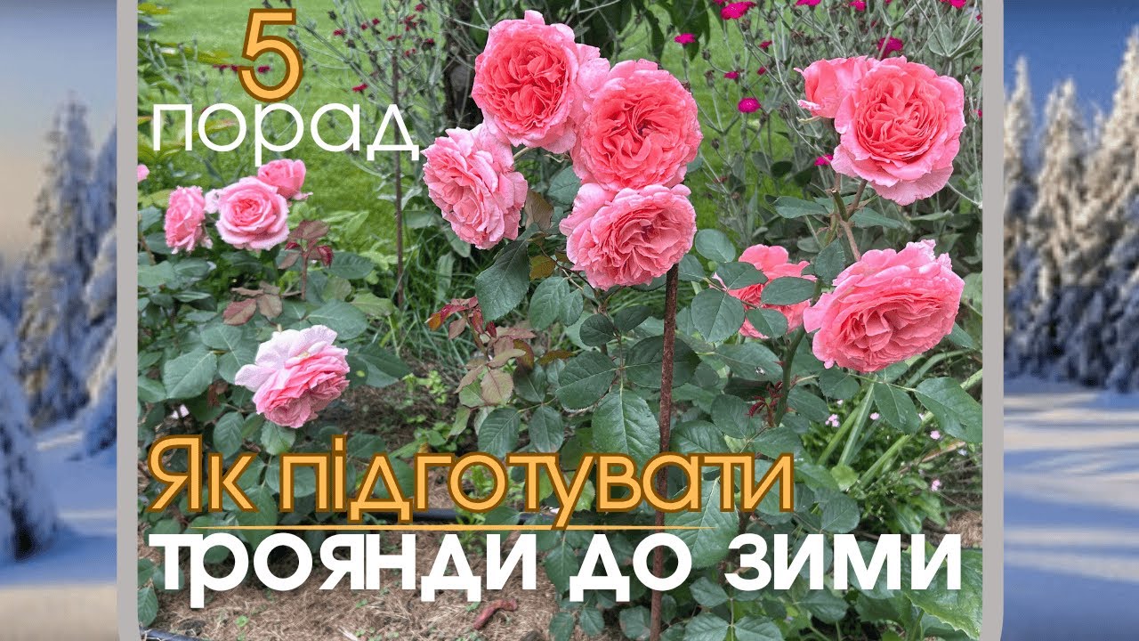 5 порад, як підготувати троянди до зими