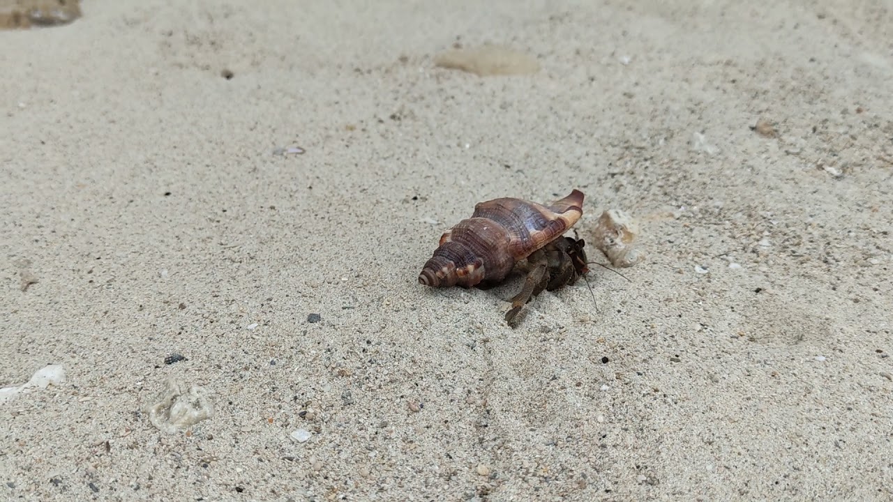21 4 19 仲村渠の浜 ヤドカリさんの聖地 Youtube
