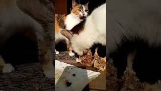 CATS FROM THE VILLAGE eating lunch by kotomaniak 44 views 2 years ago 2 minutes, 28 seconds