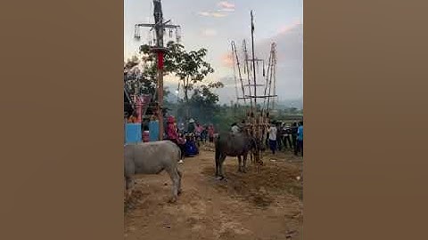 Chuẩn bị Đâm 5 con trâu Lễ bỏ mã theo phong tộc DT Chăm tại buôn Ma Giai, Đất Bằng Krông Pa, Gia Lai