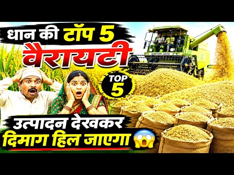 धान की Top 5 सबसे ज्यादा उत्पादन देने वाली वैरायटी 2026 🌾 || Dhan Ki Top 5 Variety