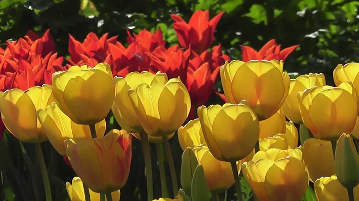 Beautiful Flowers ~ Planet Earth Amazing Nature Scenery & The Best Relax Music • 3 HOURS