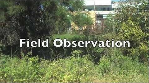 Field Observation
