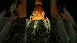 They lost their eyes, gained thermal vision ✨🔥 #VentShrimp #Extremophile #AI