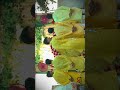 #comedy #wedding #wedingcollection #trendingshort #love #hindisong #weddingday #1million #bride