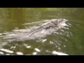 Penampakan Buaya TerBesar di Sungai 14 06 2015