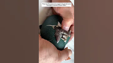 This Man Found An Emu Egg In His Garden And Brought It Home To Hatch Then 