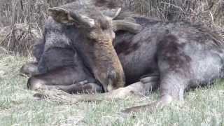 Moose sleeping by Casper Carver 3,442 views 9 years ago 1 minute, 6 seconds