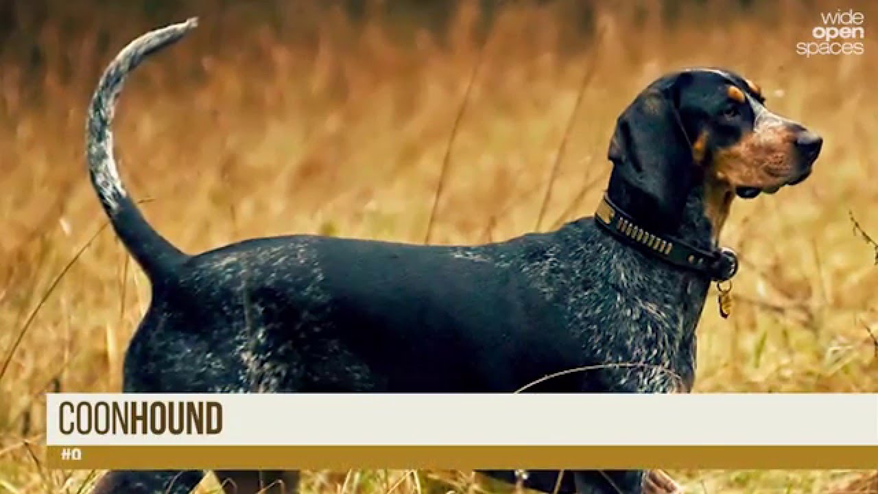 best deer hunting dog breeds