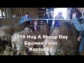 2019 National Hug A Sheep Day at Equinox Farm