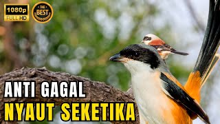 Download Lagu 🔴 MASTERAN BURUNG CENDET TEMBAKAN MATERI KOMPLIT COCOK BUAT ISIAN BURUNG ANDA #6 MP3 Download Lagu 🔴 MASTERAN BURUNG CENDET TEMBAKAN MATERI KOMPLIT COCOK BUAT ISIAN BURUNG ANDA #6 MP3