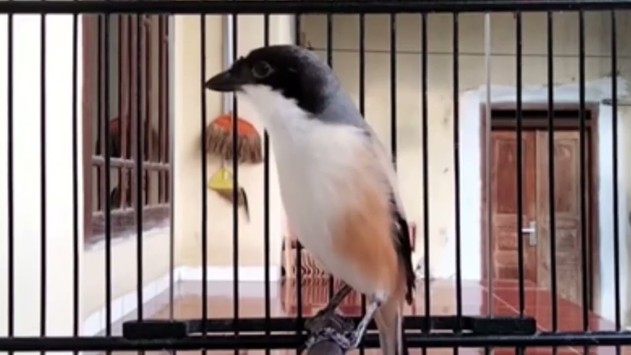 Pancingan cendet malas bunyi ....