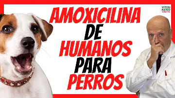 ¿Es la amoxicilina para perros igual que la amoxicilina para humanos?