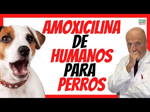 Video: Cómo dar a su perro la medicación