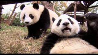 NGW - Panda Image NGW - Panda Image