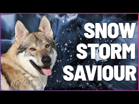 This Couple Survived A Deadly Snow Storm Thanks To Their Dog documentary thumbnail
