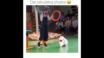 Cat amazing jump 😱👀🐈 Calculating 🔢 Physics 🚀