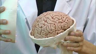 頭蓋，脳付，8分解モデル：動画