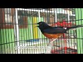 Masteran Murai Batu Pagi Hari Ini Siap Jadikan Murai Batu Loyo Jadi Gacor Aktif Seketika Mp3 - Mp4 Download