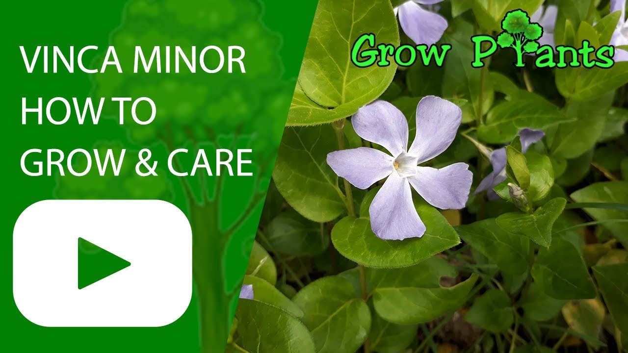 Vinca Minor Care Grow Ground Cover Plant You Vinca Minor Care Grow Ground Cover Plant