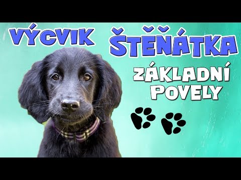 Video: Jak Naučit Jezevčíka Povelům