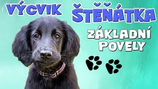 UČÍM ŠTĚNĚ ZÁKLADNÍ POVELY | Výcvik psa