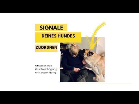 Video: Grundlegendes zu Signalen zur Beruhigung von Hunden